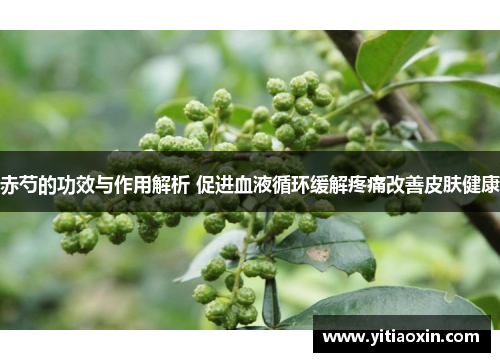 赤芍的功效与作用解析 促进血液循环缓解疼痛改善皮肤健康