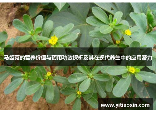 马齿苋的营养价值与药用功效探析及其在现代养生中的应用潜力 马齿苋的营养价值与药用功效探析及其在现代养生中的应用潜力
